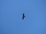 FZ016617 Red Kite (Milvus milvus).jpg